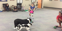 Prosthetic & Orthotic Associates Therapy Dogs